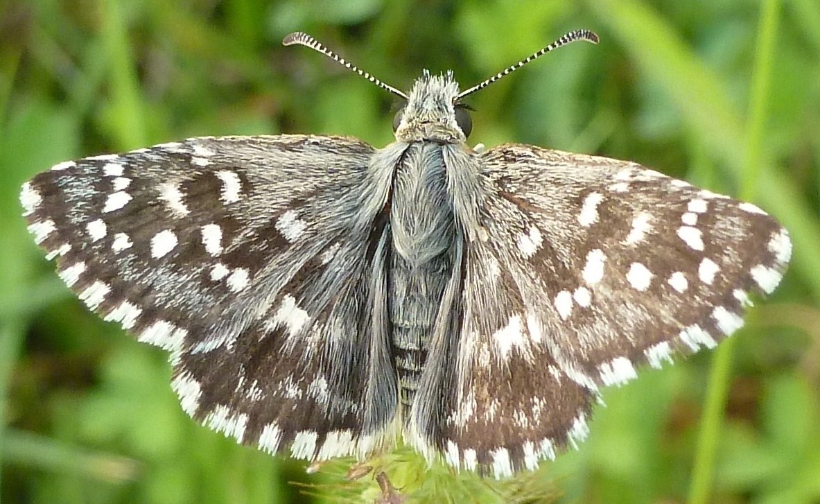 Pyrgus malvoides o Pyrgus armoricanus??